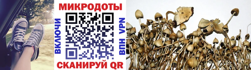 Псилоцибиновые грибы Psilocybine cubensis  Куса 